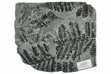 Carboniferous Fossil Fern (Pecopteris) Frond Plate - France #301383-1